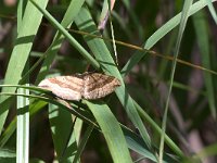 maudoc.com • Geometridae •  IMG_9038.jpg   Scotopteryx chenopodiata : Falena