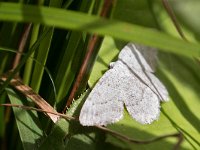 maudoc.com • Geometridae •  IMG_9089.jpg   Charissa sp. : Falena