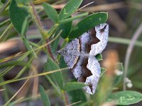 maudoc.com • Geometridae •  IMG_9151.jpg   Scotopteryx angularia : Falena