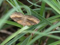 maudoc.com • Geometridae •  IMG_9680.jpg   Scotopteryx chenopodiata : Falena