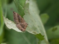 maudoc.com • Geometridae •  IMG_9684.jpg   Scotopteryx chenopodiata : Falena