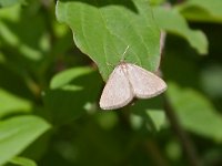 maudoc.com • Geometridae •  Minoa_murinata.jpg   Minoa murinata : Farfalla