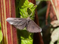 maudoc.com • Geometridae •  Odezia_atrata.jpg   Odezia atrata : Falena, Farfalla