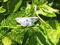 maudoc.com • Geometridae •  Scopula_ornata.jpg   Scopula ornata