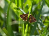 maudoc.com • Geometridae •  Scopula rubiginata_IMG 7231.jpg   Scopula rubiginata