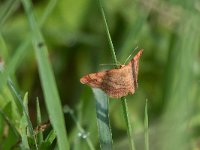 maudoc.com • Geometridae •  Scopula rubiginata_IMG 7236.jpg   Scopula rubiginata : Falena