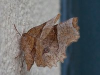 maudoc.com • Geometridae •  Selenia_lunularia02.jpg   Selenia lunularia