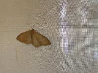 maudoc.com • Geometridae •  TJKT6312.jpg   Idaea straminata