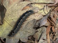 maudoc.com • Lasiocampidae •  IMG_6702.jpg   Eriogaster rimicola : bruco