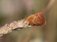 Lasiocampidae