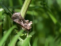 maudoc.com • Noctuidae •  Autographa_gamma.jpg   Autographa gamma : Falena