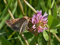 maudoc.com • Noctuidae •  Helicoverpa armigera_IMG 7917.jpg   Helicoverpa armigera