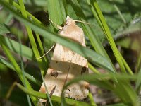 maudoc.com • Noctuidae •  Heliothis_peltigera.jpg   Heliothis peltigera : Falena