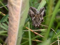 maudoc.com • Noctuidae •  IMG_1011.jpg   Autographa gamma : Falena