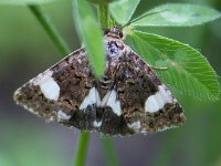 maudoc.com • Noctuidae •  IMG_1131.jpg   Tyta luctuosa : Falena