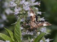 maudoc.com • Noctuidae •  IMG_1367.jpg   Tyta luctuosa : Falena