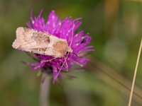 maudoc.com • Noctuidae •  IMG_1422.jpg   Chersotis cuprea : Falena