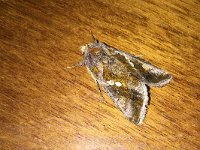 maudoc.com • Noctuidae •  IMG_1657.jpg   Chrysodeixis chalcites : Falena