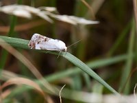 maudoc.com • Noctuidae •  IMG_1700.jpg   Acontia lucida : Falena, Farfalla