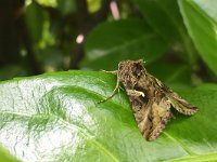 maudoc.com • Noctuidae •  IMG_2873.jpg   Autographa gamma