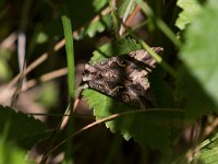 maudoc.com • Noctuidae •  IMG_3189.jpg   Autographa gamma : Falena