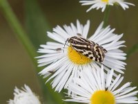 maudoc.com • Noctuidae •  IMG_4987.jpg   Acontia trabealis : Falena