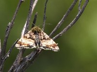 maudoc.com • Noctuidae •  IMG_5024aa.jpg   Panemeria tenebrata : Falena