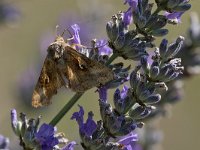 maudoc.com • Noctuidae •  IMG_5785.jpg   Autographa gamma : Falena