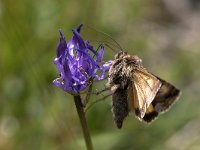 maudoc.com • Noctuidae •  IMG_6064.jpg   Syngrapha hochenwarthi : Falena