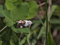 maudoc.com • Noctuidae •  IMG_7779.jpg   Acontia lucida : Falena