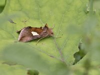 maudoc.com • Noctuidae •  IMG_7843.jpg   Autographa bractea : Falena