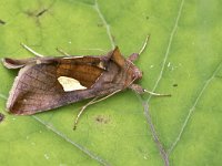 maudoc.com • Noctuidae •  IMG_7846.jpg   Autographa bractea : Falena