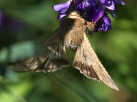 maudoc.com • Noctuidae •  IMG_9207.jpg   Helicoverpa armigera : Falena