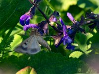 maudoc.com • Noctuidae •  IMG_9675.jpg   Helicoverpa armigera : Falena, Farfalla, X id