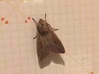 maudoc.com • Noctuidae •  Mythimna_unipuncta.jpg   Mythimna unipuncta