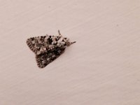 maudoc.com • Noctuidae •  Nyctobrya_muralis.jpg   Nyctobrya muralis