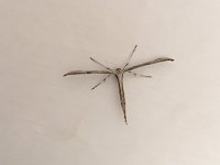 Pterophoridae