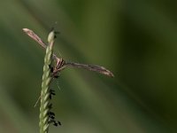 maudoc.com • Pterophoridae •  IMG_3988.jpg   Emmelina monodactyla? : Falena