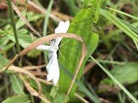 maudoc.com • Pterophoridae •  XOIS5270.jpg   Pterophorus pentadactyla : Falena