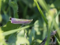 maudoc.com • Pyralidae •  IMG_9157.jpg   Oncocera semirubella : Falena