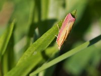 maudoc.com • Pyralidae •  IMG_9160.jpg   Oncocera semirubella : Falena