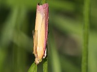 maudoc.com • Pyralidae •  IMG_9161.jpg   Oncocera semirubella : Falena