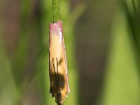 maudoc.com • Pyralidae •  IMG_9167.jpg   Oncocera semirubella : Falena