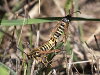 maudoc.com • Sesiidae •  IMG_7775.jpg   Bembecia ichneumoniformis? : Moth