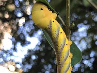 maudoc.com • Sphingidae •  CMNM6015.jpg   Acherontia atropos : bruco, Farfalla