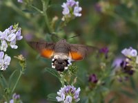 maudoc.com • Sphingidae •  IMG_1676.jpg   Macroglossum stellatarum : Falena, Farfalla