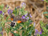 maudoc.com • Sphingidae •  IMG_1690.jpg   Macroglossum stellatarum : Falena, Farfalla