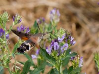 maudoc.com • Sphingidae •  IMG_1692.jpg   Macroglossum stellatarum : Falena, Farfalla