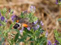 maudoc.com • Sphingidae •  IMG_1694.jpg   Macroglossum stellatarum : Falena, Farfalla