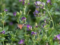 maudoc.com • Sphingidae •  IMG_1706.jpg   Macroglossum stellatarum : Falena, Farfalla